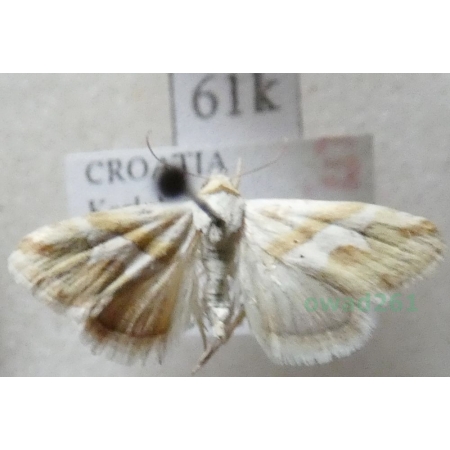 Eublemma viridula (Guenee, 1841) Croatia61k